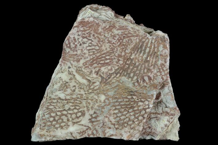 Ordovician Graptolite (Araneograptus) Plate - Morocco #126416